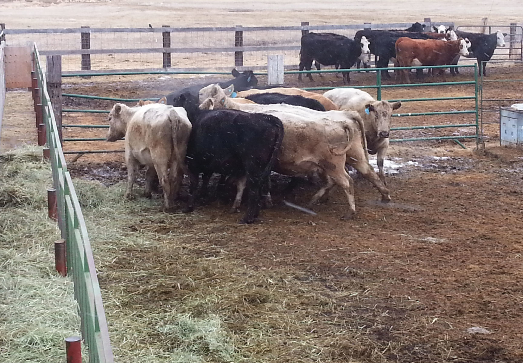 Cows bunched up by fence OSU study